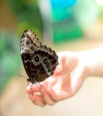 Bfly: The magical butterfly aviary